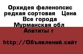 Орхидея фаленопсис редкая сортовая › Цена ­ 800 - Все города  »    . Мурманская обл.,Апатиты г.